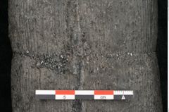Foto (Detailansicht) von Calamites communis Ettingshausen (NHMW-GEO-2024-0188-10969)